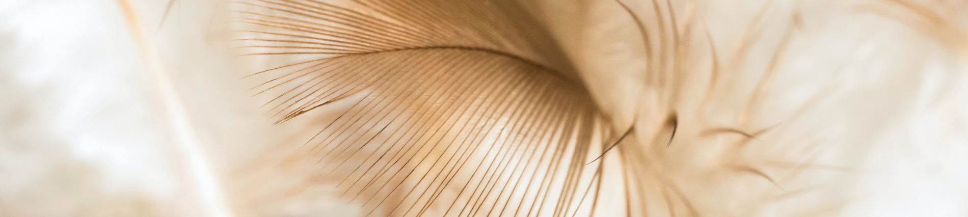detail van zachte bruine veer zoals zachte reiki energie